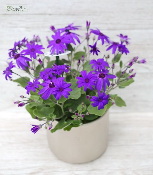 Cineraria im Keramik