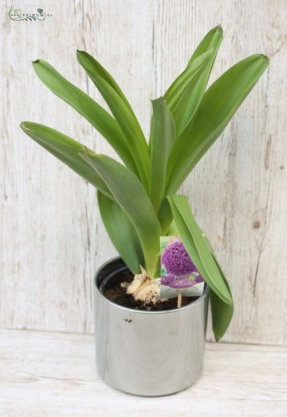 allium in pot