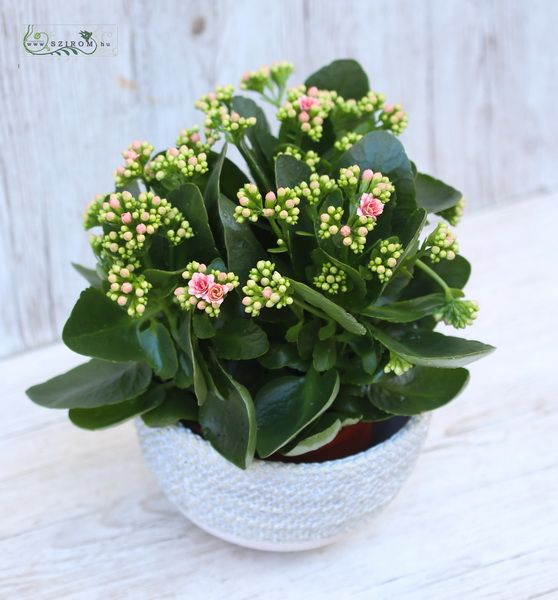 big calanchoe in pot