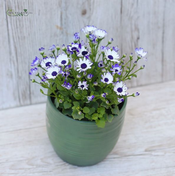 Cineraria in pot