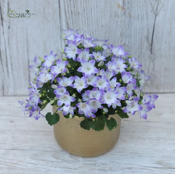 campanula fancy in pot