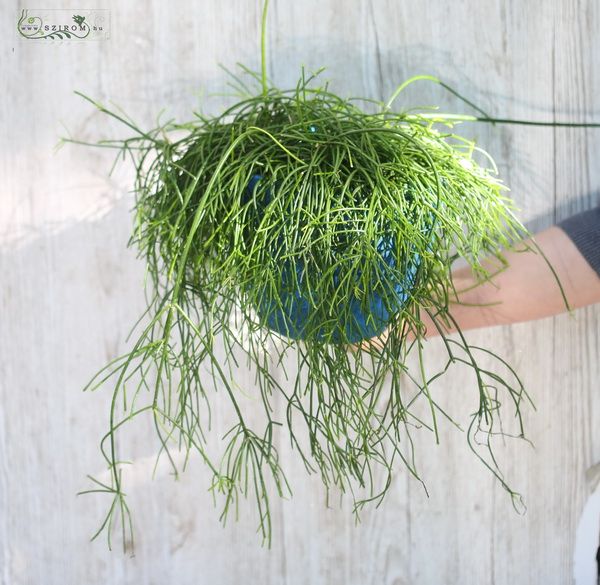 rhipsalis im topf 30cm