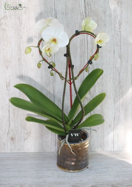 heart shaped phalaenopsis orchid with pot