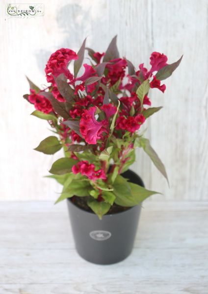Celosia im Topf (Gartenpflanze) 45cm