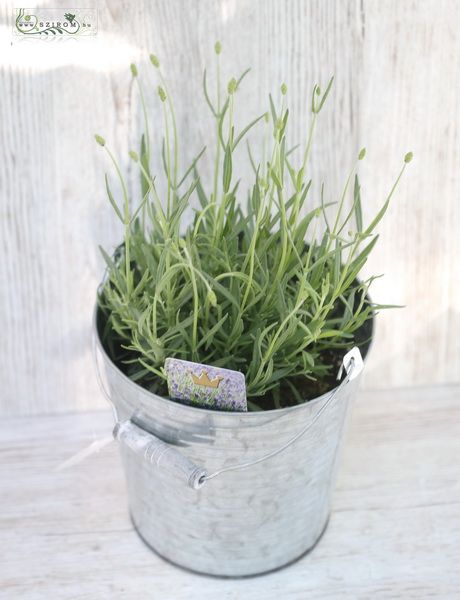 Lavendel mit Topf (im Freien) 35cm