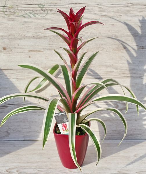 színes levelű Guzmania kaspóval (50cm) beltéti