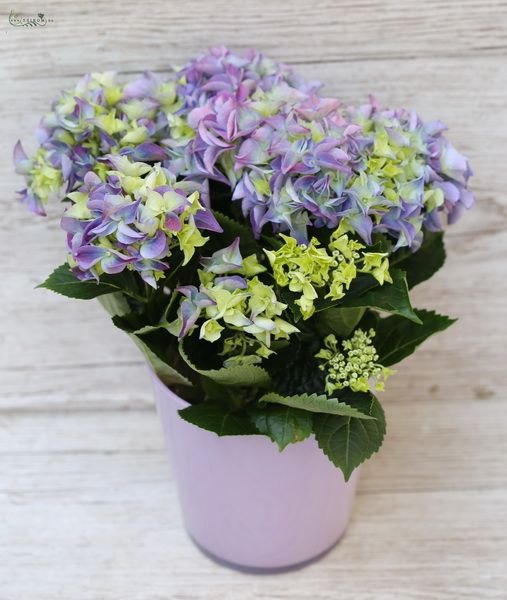 Hydrangea in pot 35cm