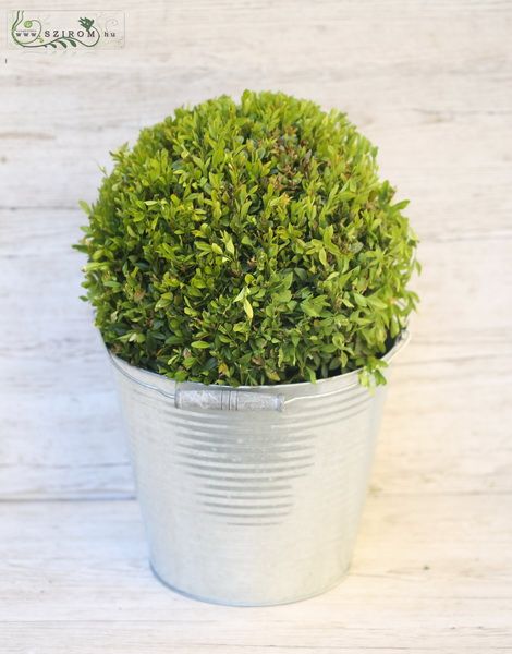 Buxus gömb kaspóval 32cm (kültéri)