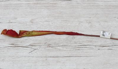 Mű húsevő virág (50cm)