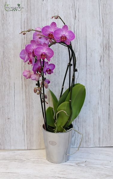 Cascade Phalaenopsis 