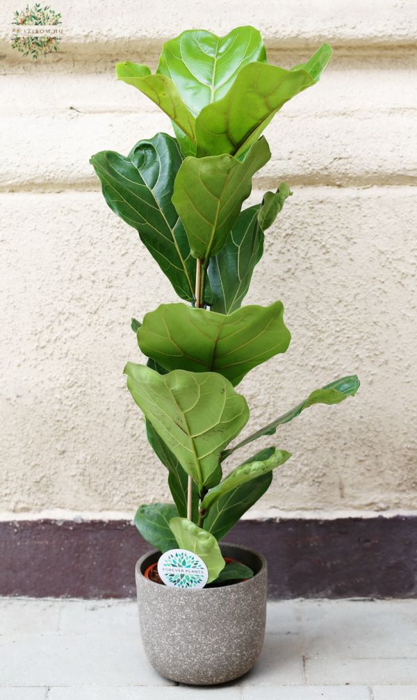 Ficus lyrata in pot, 100cm
