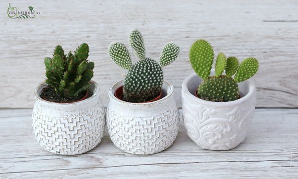 Mini opuntia, 3 db kaspóval