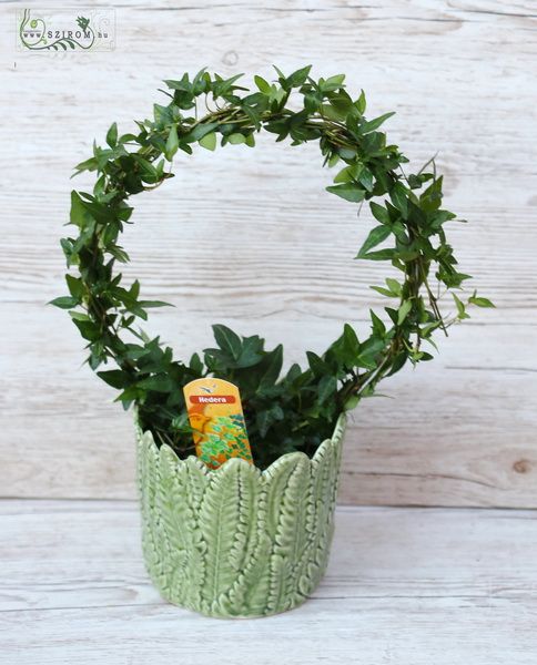 Ivy loop in pot