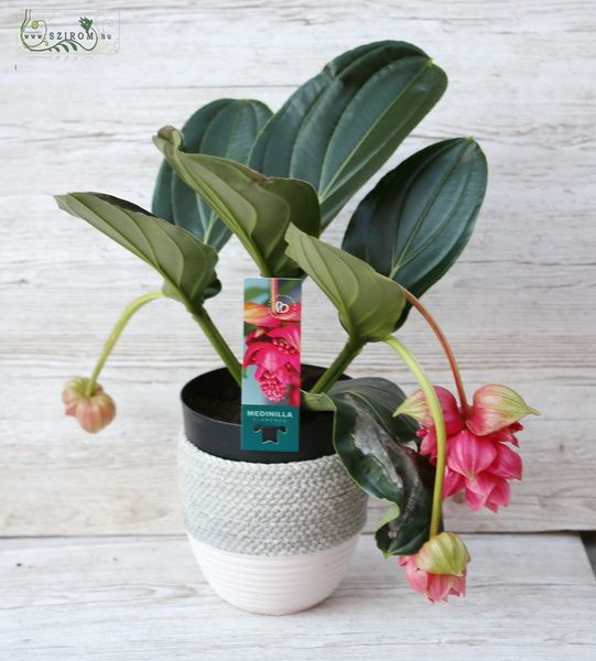 Medinilla in pot