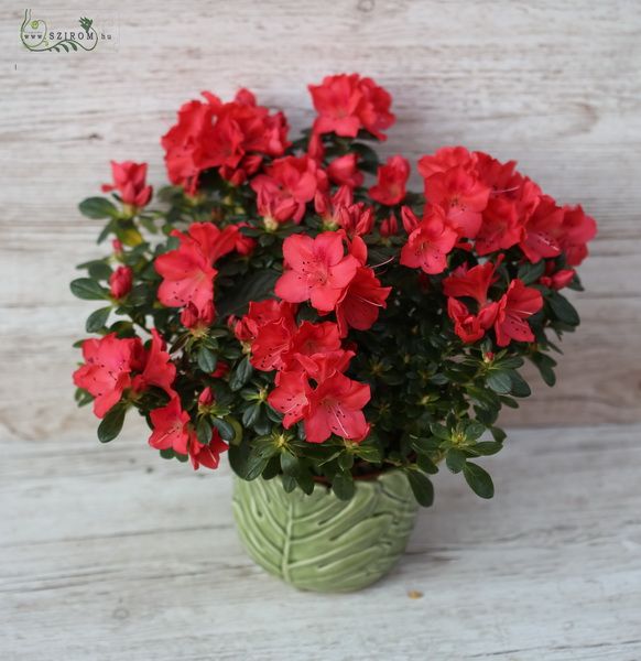 Azalea im Topf