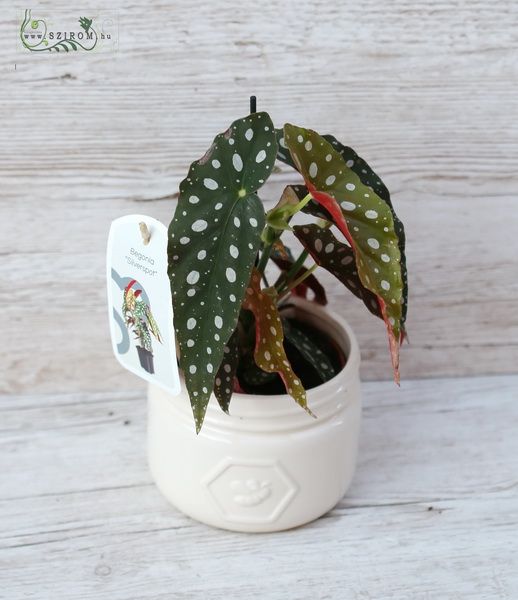 Begonia with dots, in pot