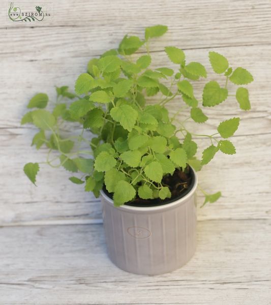 Melissa officinalis in pot