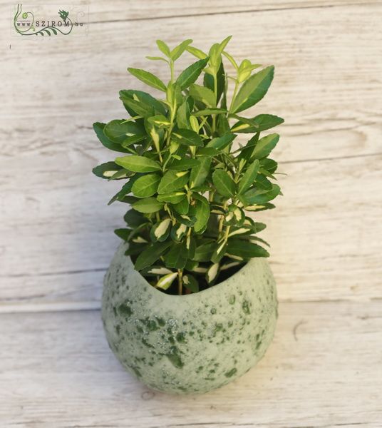 Euonymus im Designtopf 30cm