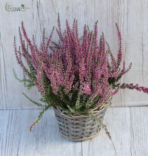 calluna in basket 