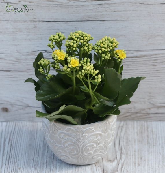 bog kalanchoe plant in pot in different colors 20 cm