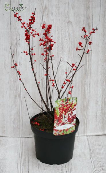 Ilex bush (outdoor)