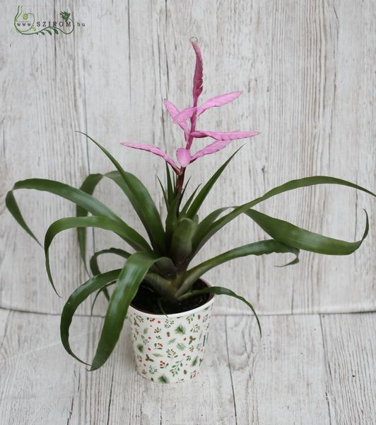Tillandsia Andreas