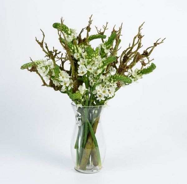 Ornithogalum mit Vase (11 Stiele)