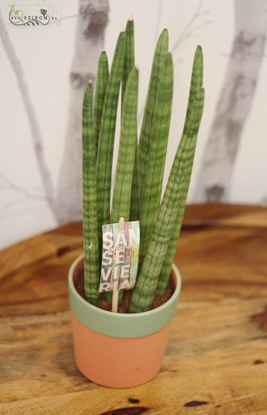 Sansevieria cylindrica in pot (30cm)