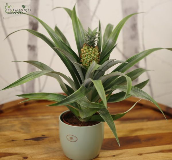 Ananas in pot