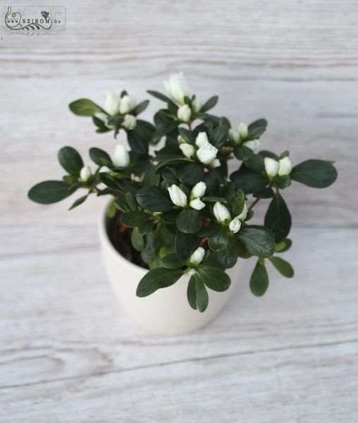 Kleine Azalea im Topf - Haus oder Garten Pflanze
