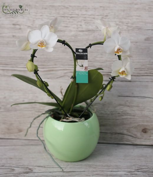 Herzförmige Phalaenopsis Orchidee im Topf