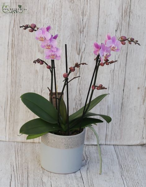 rózsaszín Phalaenopsis multiflora kaspóban 