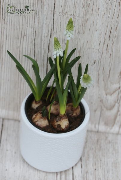 Muscari in pot (garden plant)