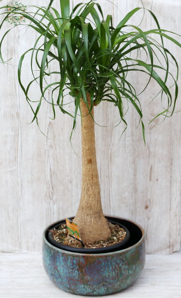 Nolina im  exklusiv Topf, Beaucarnea Recurvata, 90cm