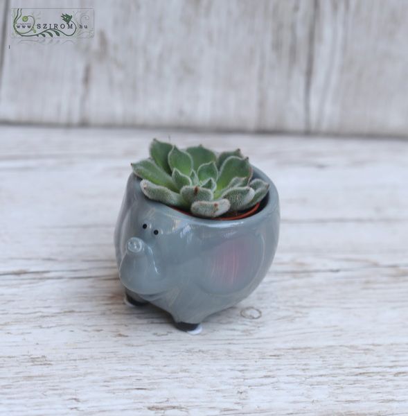 Echevieria in small animal shaped pot 7cm