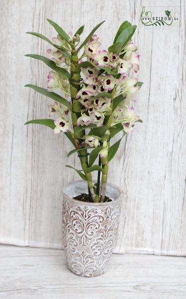 Dendrobium with pot