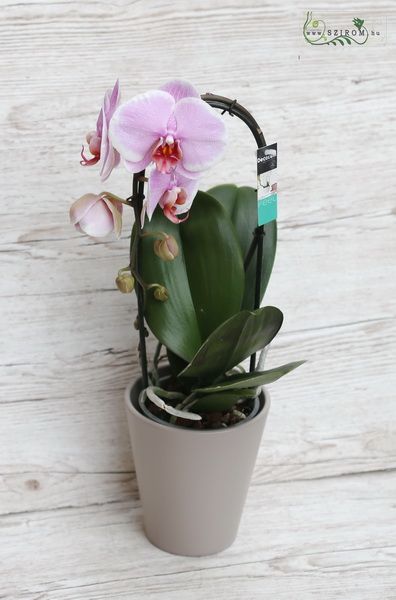 Cascade phalaenopsis with pot