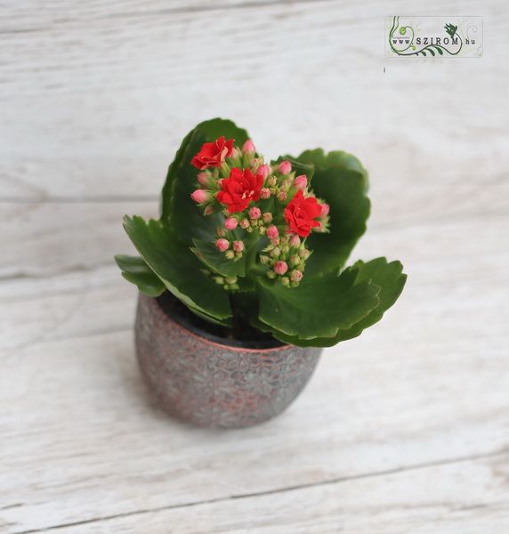 mini kalanchoe in deifferent color in pot