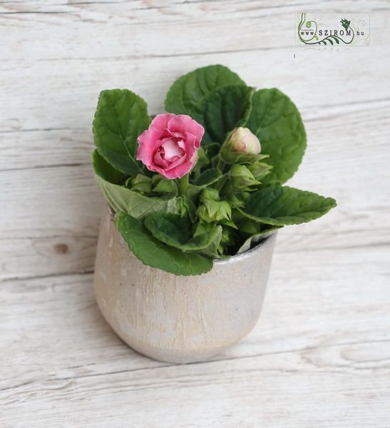 gloxinia in extra metallic pot