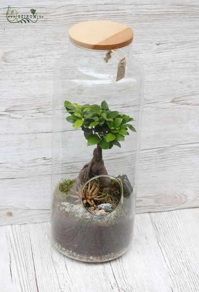 bonsai in florarium 50cm