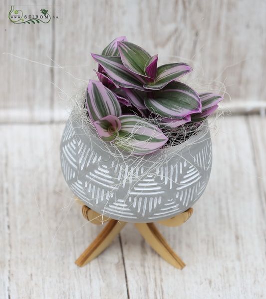 Tradescantias in pot