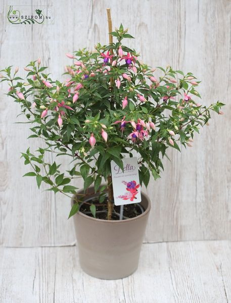 Fuchsia with pot (outdoors)