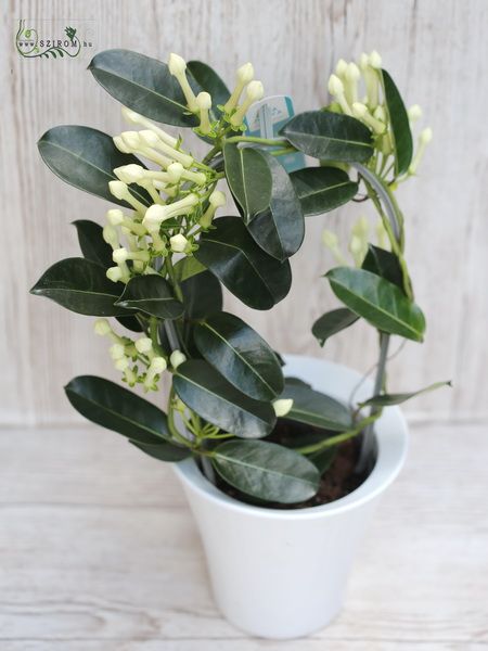 Stephanotis with pot