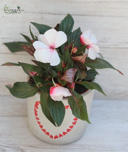 Impatiens kaspóban (kinti)