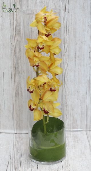 Orchid stem in big vase