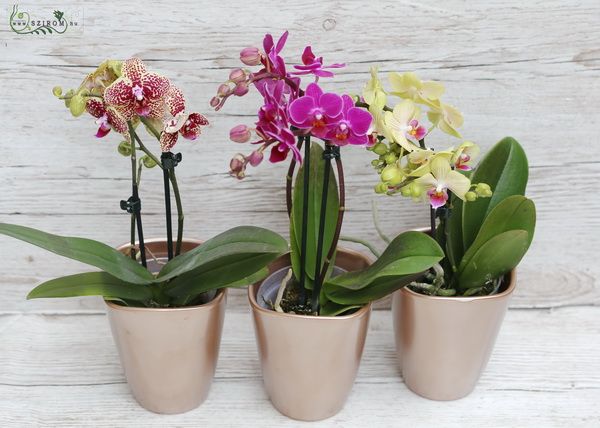phalaenopsis orchidea kaspóban, többféle színben, 1 db