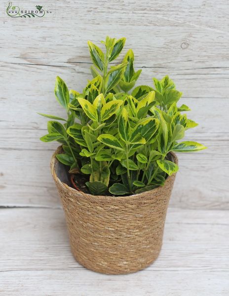 Euonymus im Topf (garten)