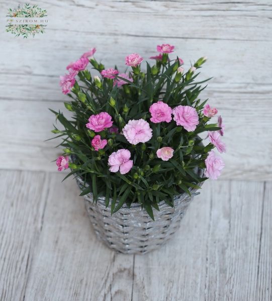 Nelke im Topf (garten)