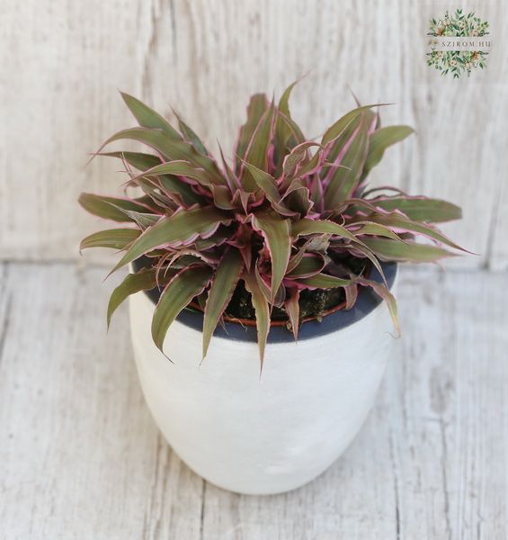 Rhoeo spathacea in pot