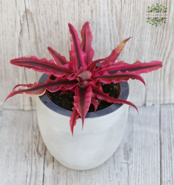 Lándzsalevél (Rhoeo spathacea) kaspóban